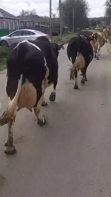 1000870453.mp4