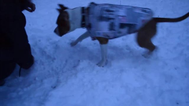 снежки