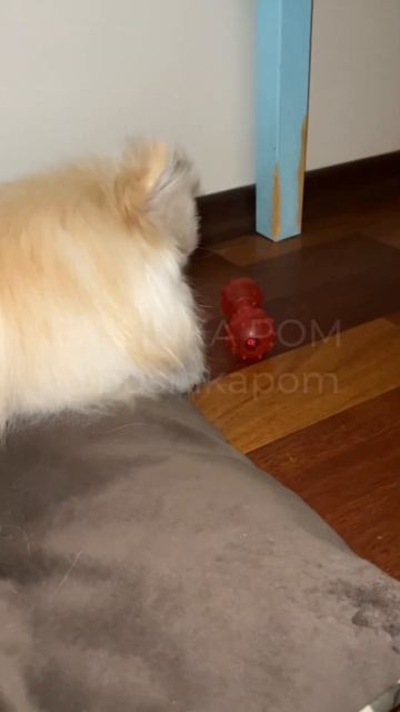 Буся #шпиц хочет взять себе все игрушки #собака #померанскийшпиц #pomeranian #cutedog #собачка