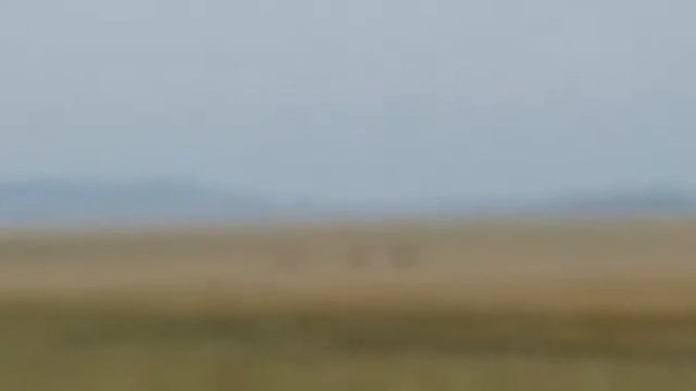 Батыр аламан байге 1орын