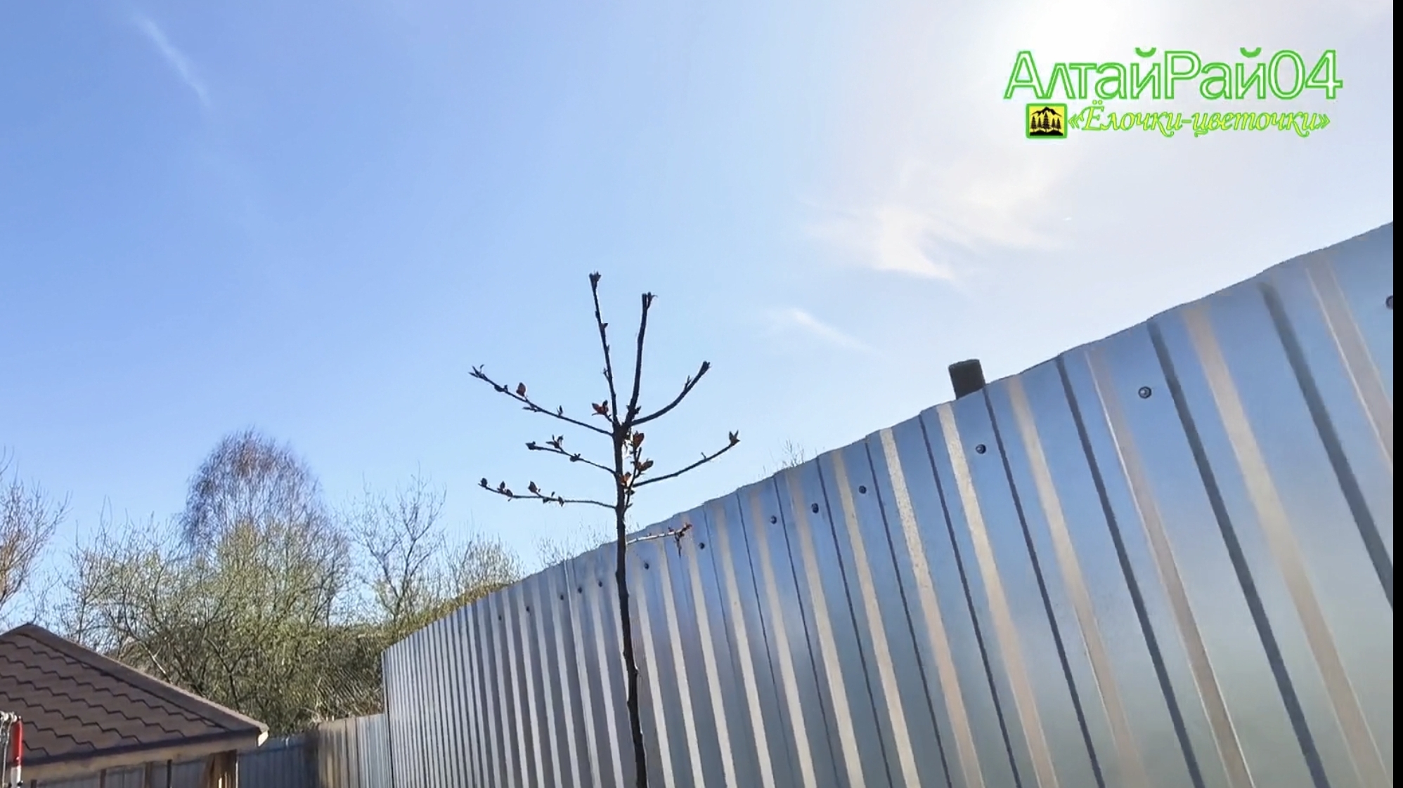 🌿 Посев газона и пересадка деревьев 🌳