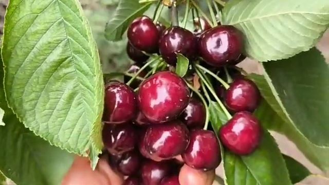 Новинка! Черешня Бінг. Cherry Bing. Перше плодоношення. Гарні плоди з відмінним смаком