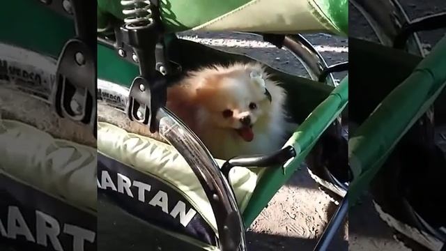 Гуляем с Ричардом🐾