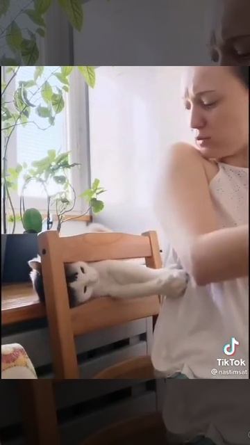 Кота накрыло гениальной идеей. Внеплановый кусь