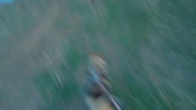 Лесная прогулка со Снежком