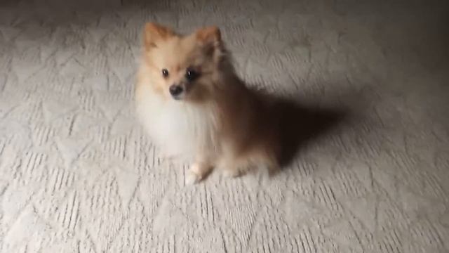 ПОМЕРАНСКИЙ ШПИЦ | ХИТ ОТ КОКОСА / POMERANIAN | HIT FROM THE COCONUT