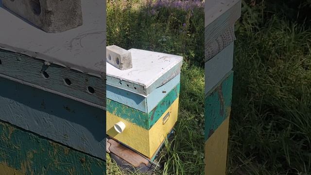 Мёду быть или не быть,вот в чем вопрос 🫠🫠