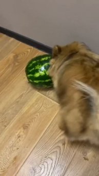 🍉🍉спасибо за подписку и лайк #померанскийшпиц #собака #шпиц #pets #funny #юмор #pomeranian