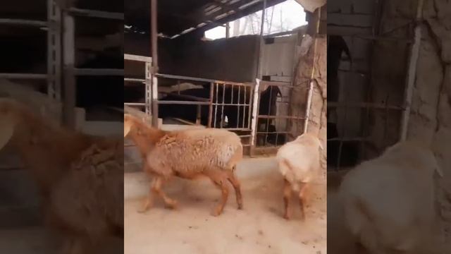 9 айлык гиссар козы кошкарлар ☎️ 99 377 66 77