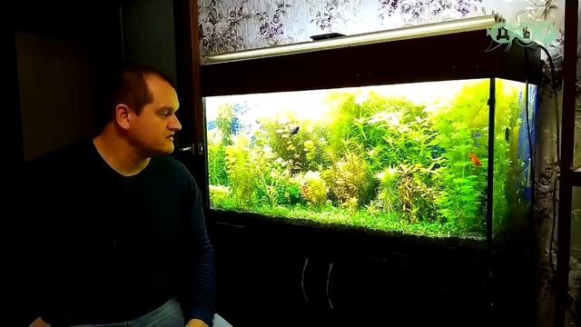 Все СЕКРЕТЫ выращивания АКВАРИУМНЫХ растений от Артема! "ДВР"