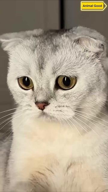 ✂️🙀 #cat #cats