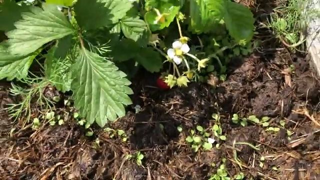Показываю цветущий сад и газон часть (4)
