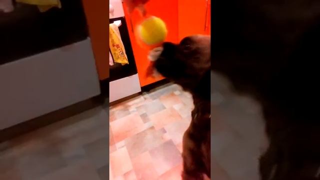 Побритый спаниель