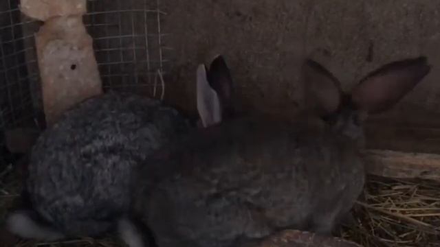 Кроликов в зимой