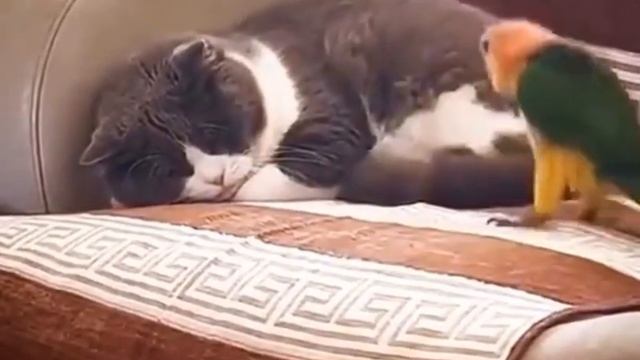 Попугай достал кота.