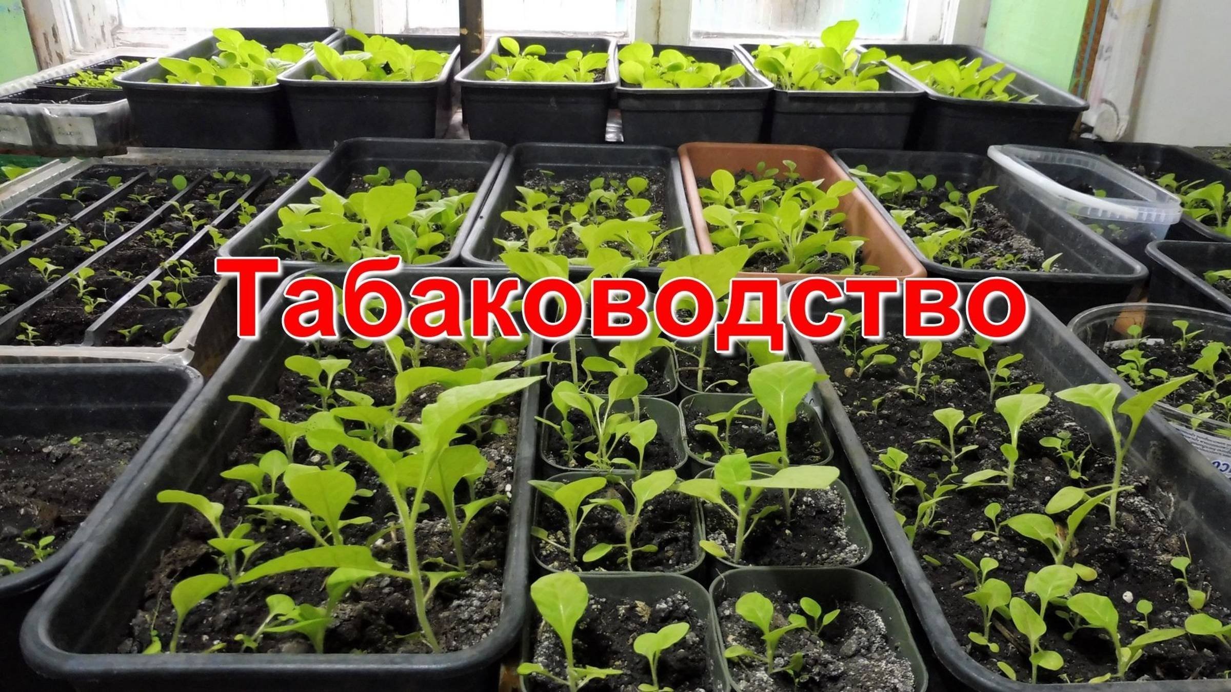 Обзор рассады Курительного Табака.