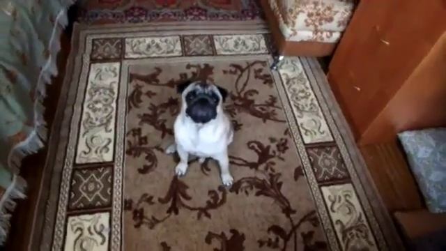Брык собака