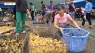Дорис 47. Дорис идет на рынок и продает выросших уток, вместо них покупает маленьких утят