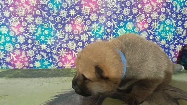 синий ошейник 26.04.25