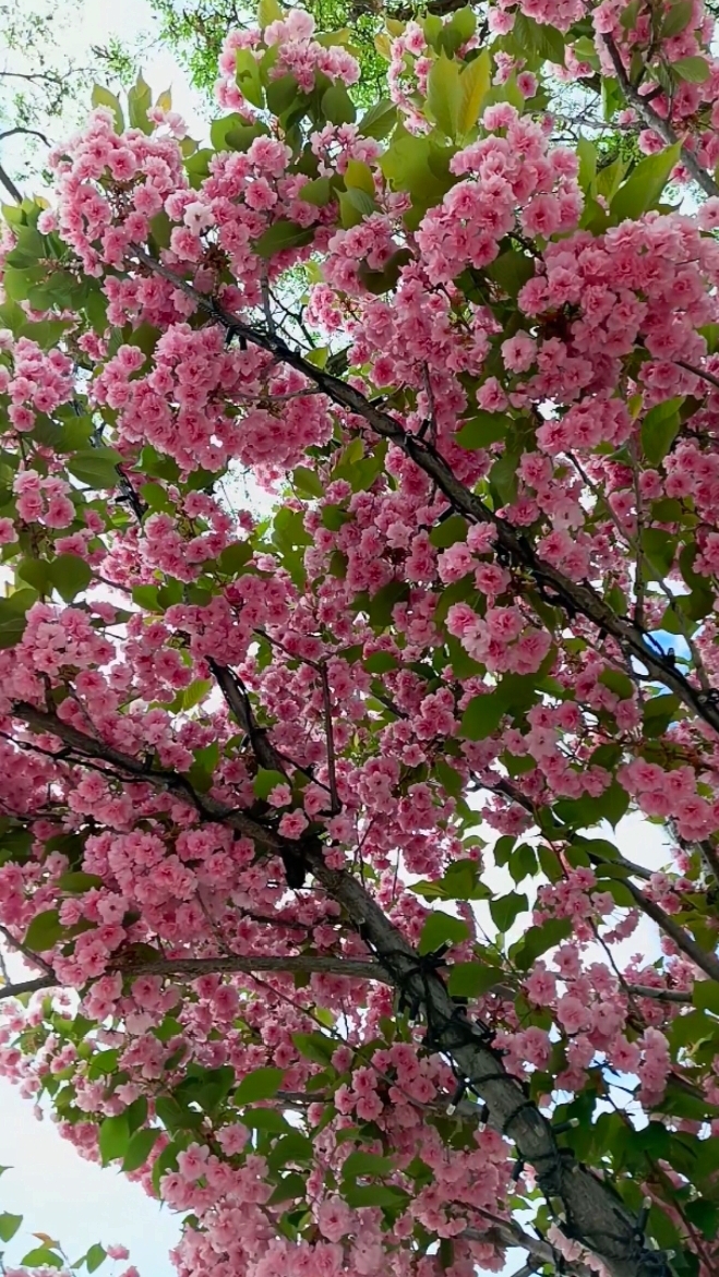 Японская Сакура в Волгограде. Апрель 2025 года🔸