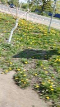 одуванчики😊