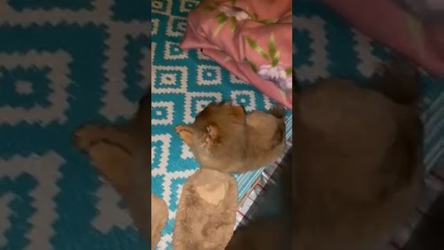 Шпиц Малютка Приступы!!! 😱😱😱