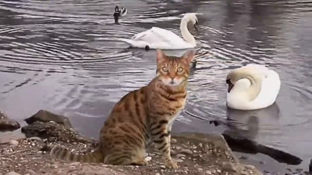 Кошка на берегу лебединого озера