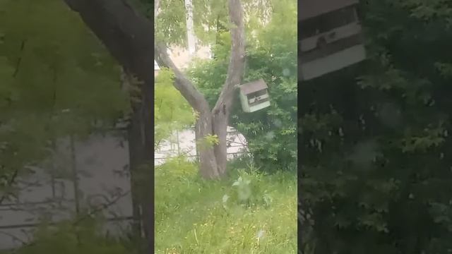 Прикормил дятла и он ест с кормушки. М.О.