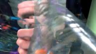 V poiskah Nemo, семейный код среди друзей