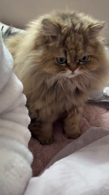 #котики #рек подписка лайки