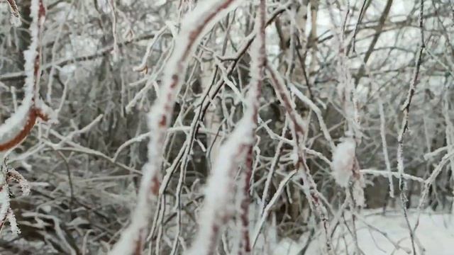 Прогулки по засахаренной деревне. Деревья в хрустале и жемчугах. Собрали маме морозный букет