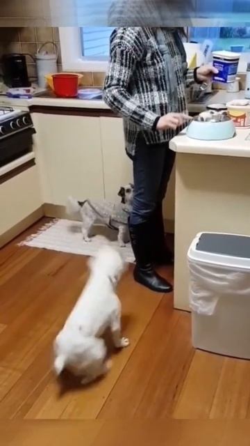Когда голоден, ещё нет так подпрыгнешь #shorts