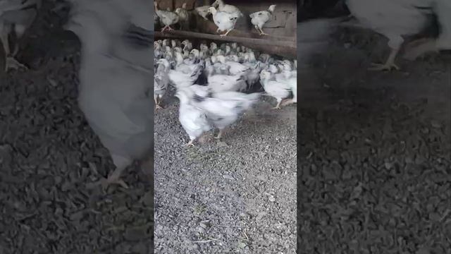 450д Чучахои Рябушка 2 моха Доставка бесплатно!!! тел 908 58 55 54.