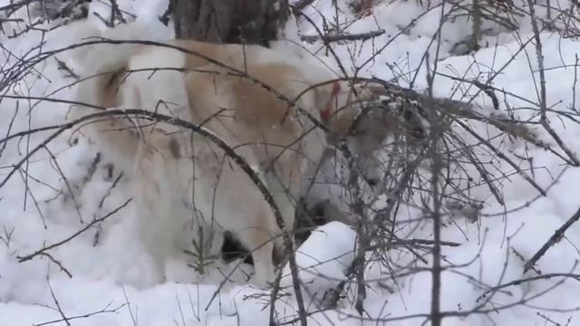 Собачьи сны