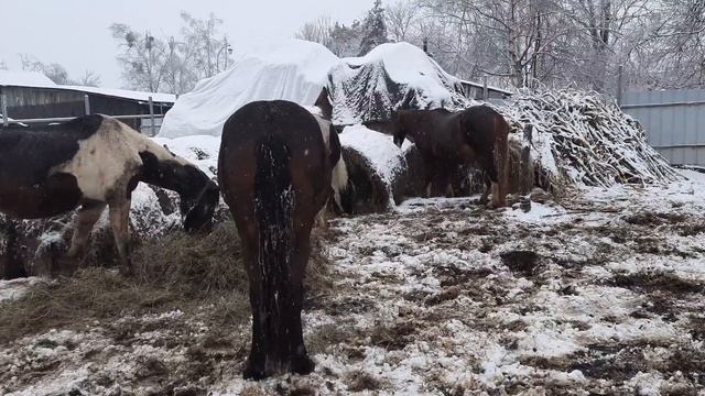 Слякоть, лошади и первый снег