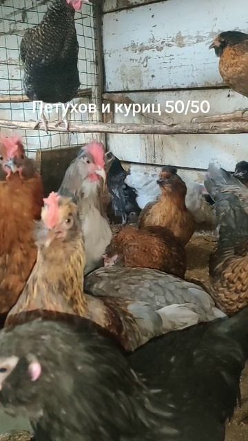 Молодняк кур из своего яйца