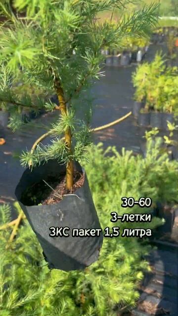 Лиственница Мастерса. ЗКС, лето 2022 #Shorts