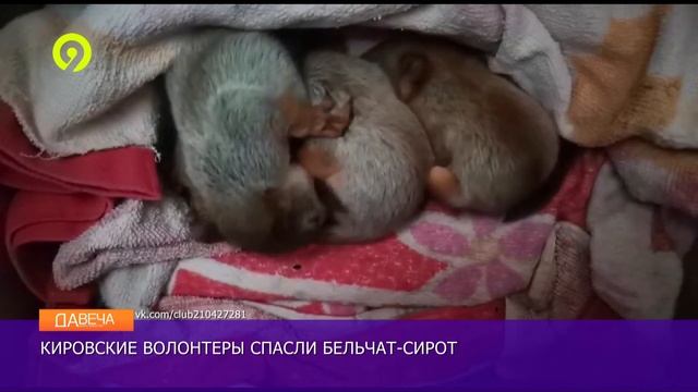 Бельчата выпали из гнезда