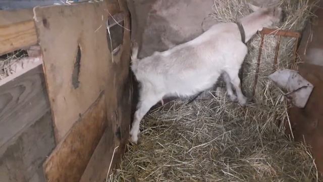 Я верю в Малютку ,она ещё покажет.