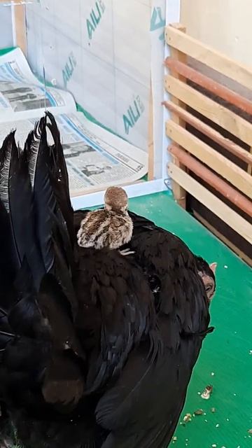 🐤🐣🐥Чучаи КАБК || Yavru Keklik Sesi || Цыпленок КУРОПАТКИ ||Chick Partridge