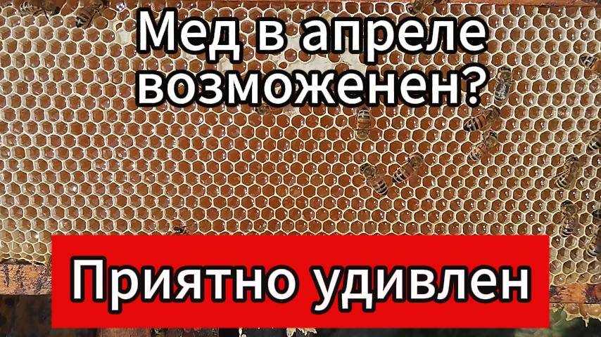 ВОЗМОЖЕН ЛИ ВЕСЕННИЙ МЕД?