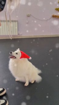 питомник Цунени Катцу Японский шпиц