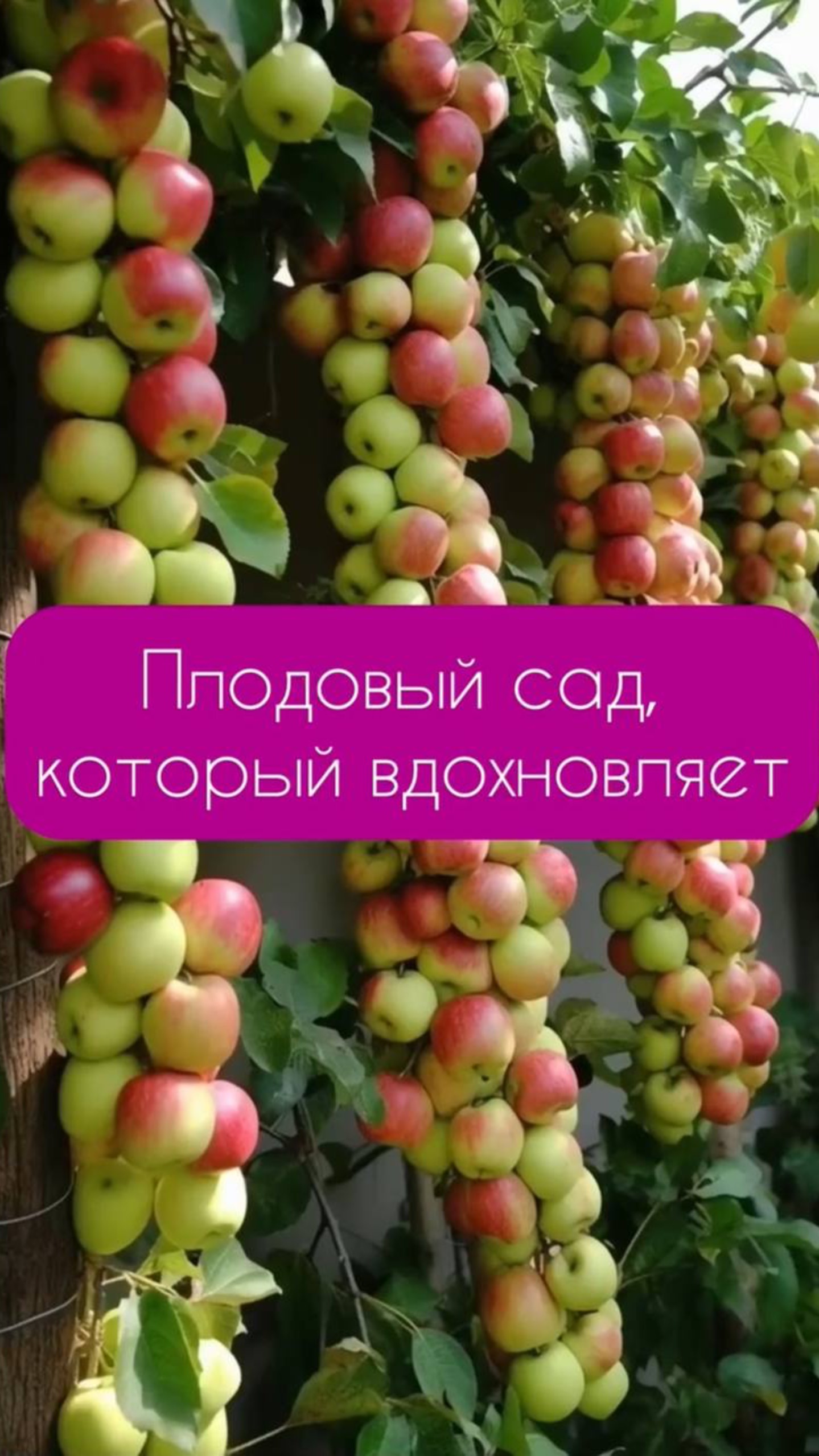 Плодовый сад, который вдохновляет #садовыеноваторы #плодовыйсад #ландшафтныйдизайн #плодовыесаженцы