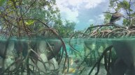 Внутри заколдованных лесов - Водные миры