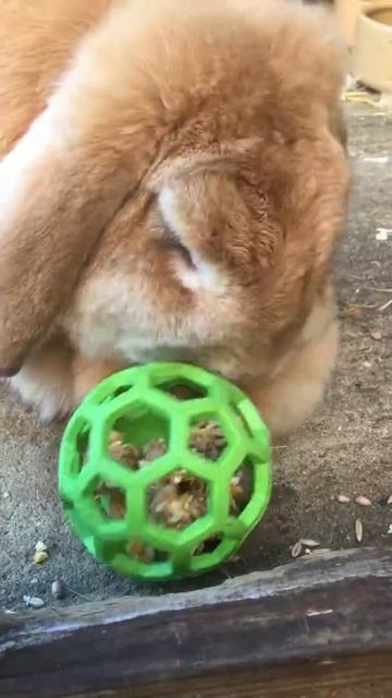 Rabbit treat ball