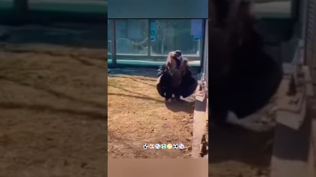 НАШИ ЖИВОТНЫЕ. 27.04.2025г. 🥰🥰🥰 Они для нас СТРАНИЦА В ЖИЗНИ, а мы для них И ЕСТЬ ВСЯ ЖИЗНЬ! 🤥🤗