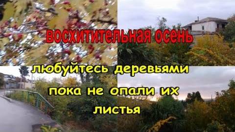 № 895 восхитительная осень // любуйтесь деревьями пока не опали их листья