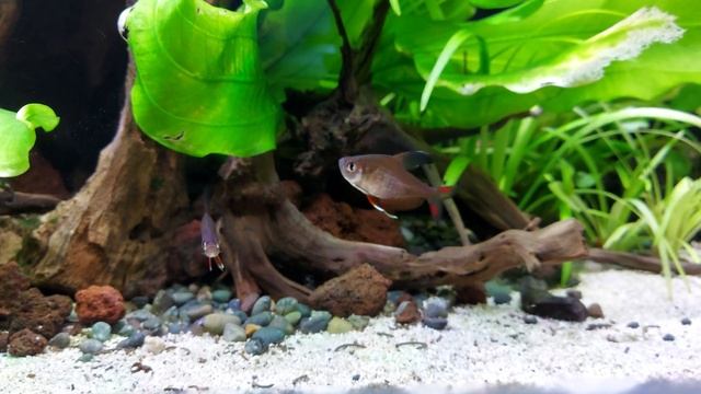 Male Rosy Tetras FULL FLARE. Hyphessobrycon rosaceus.