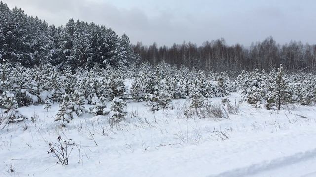 Сулея. Снег
