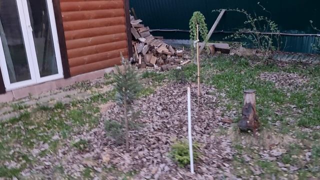 Хвойная композиция перед беседкой